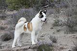 AKITA AMERICAIN 333